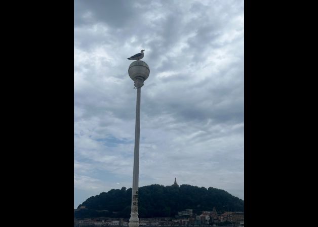 Gaviota