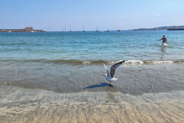 La gaviota