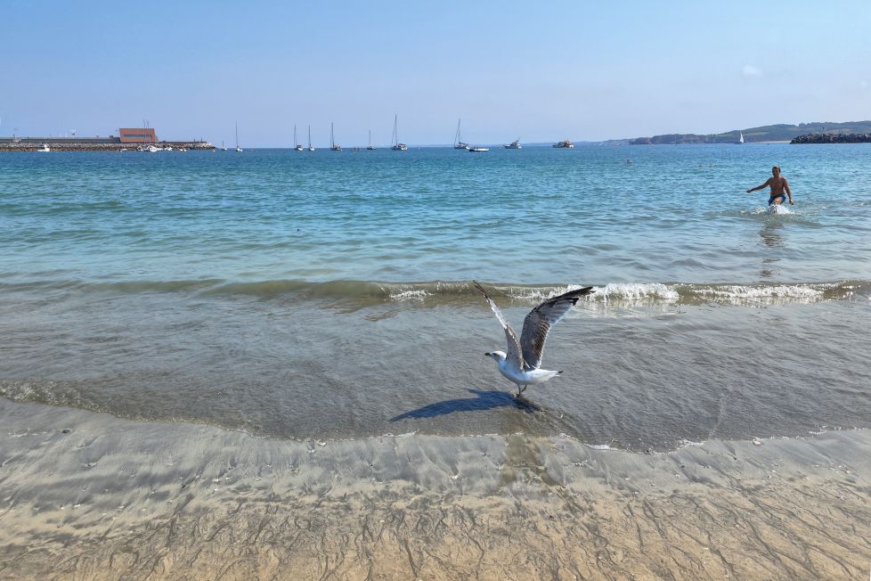 La gaviota