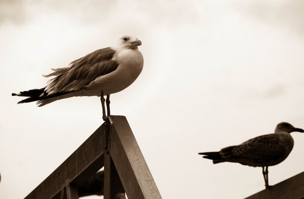 Gaviota