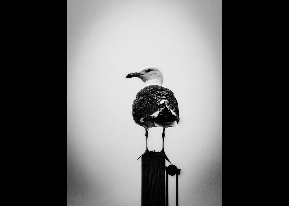 Gaviota