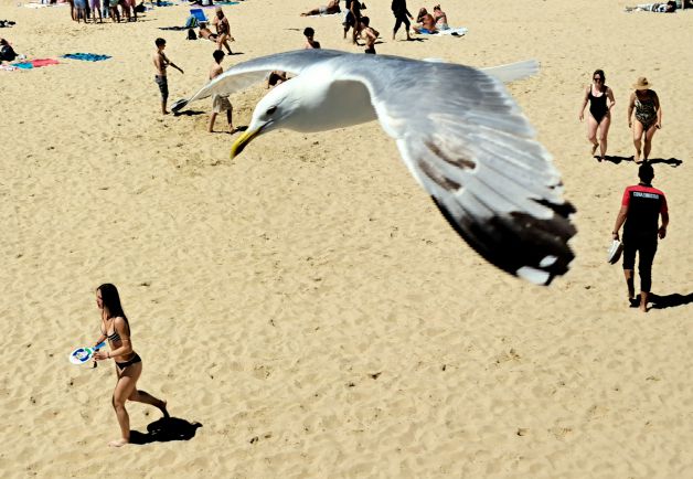 Gaviota al acecho