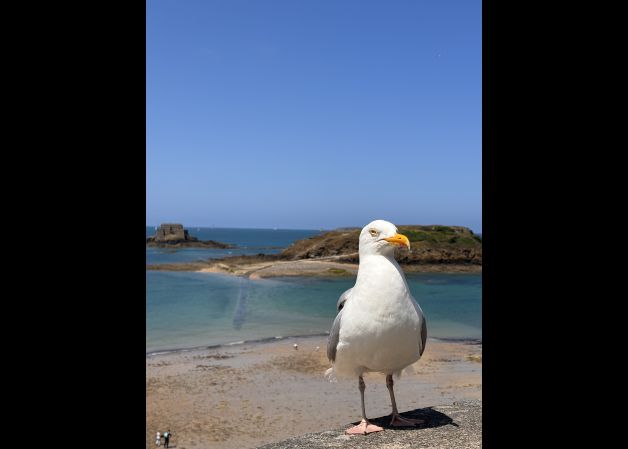 Gaviota playera