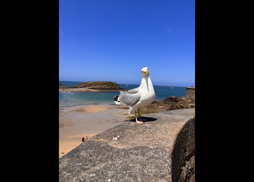 Gaviota playera