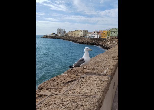 Gaviota en la tacita de plata