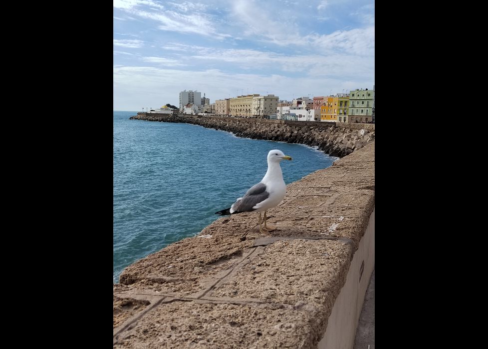Gaviota en la tacita de plata