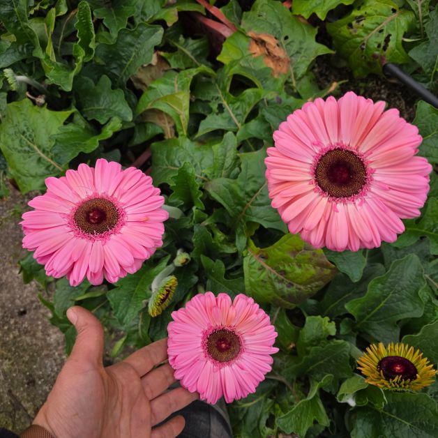 Gerberas