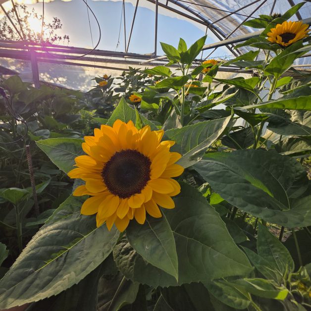 Girasol