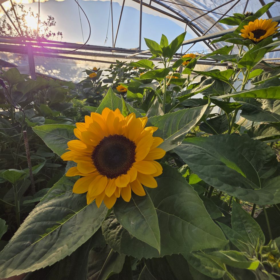 Girasol