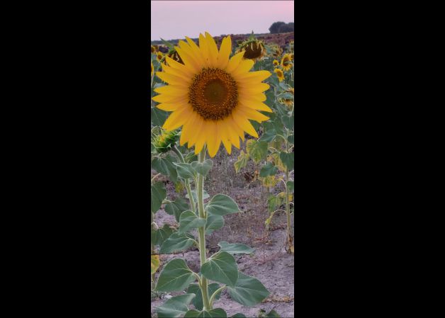 GIRASOL 