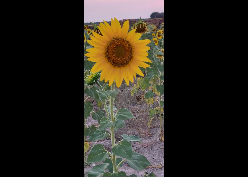 GIRASOL 