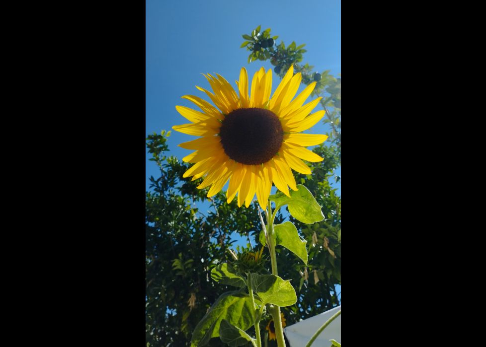 Girasol. Plaza de Valencia de Alcántara 