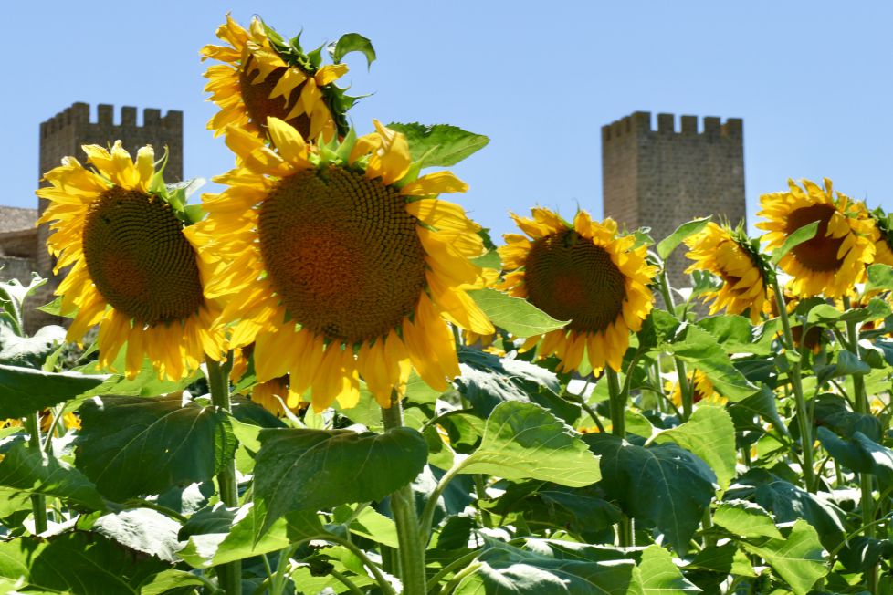 Girasoles 