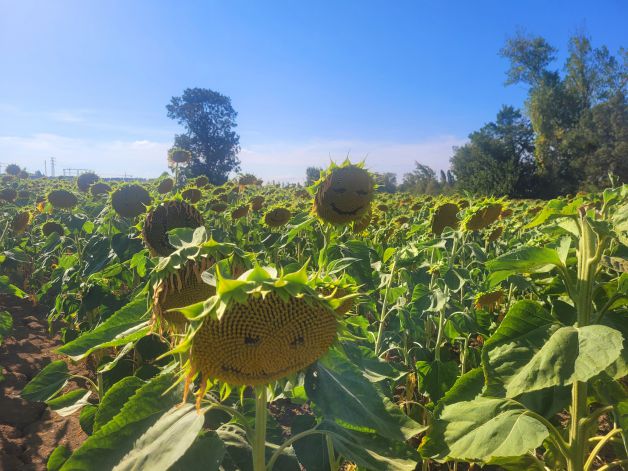 Girasoles de buen humor
