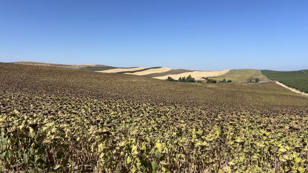 Girasoles resistiendo el calor 