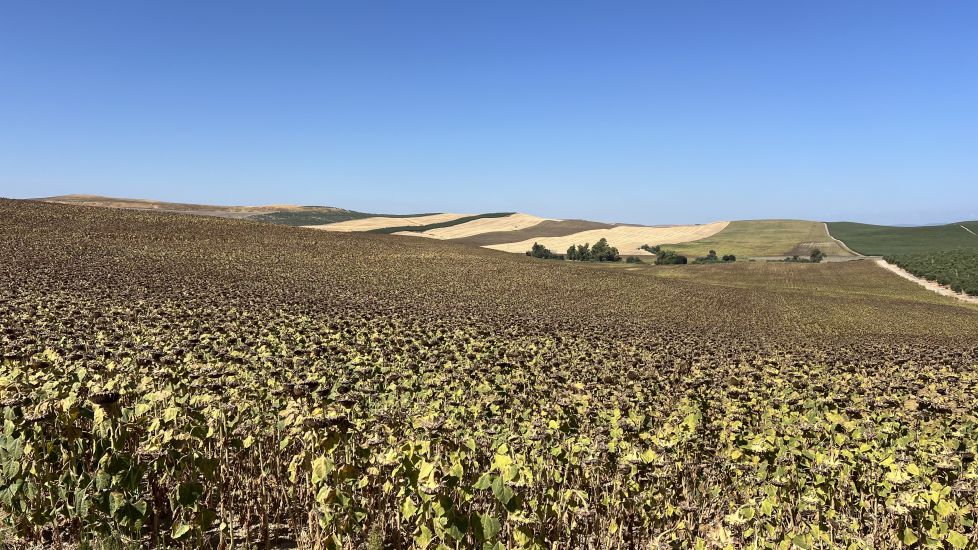 Girasoles resistiendo el calor 
