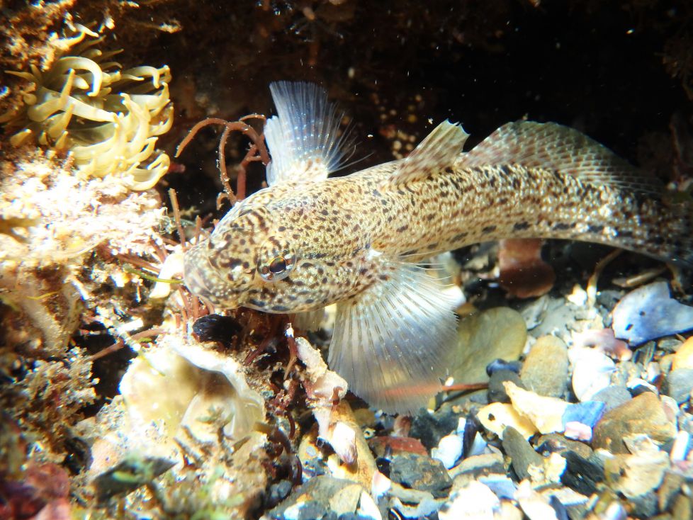 Gobio marino