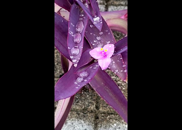Gotas de lluvia