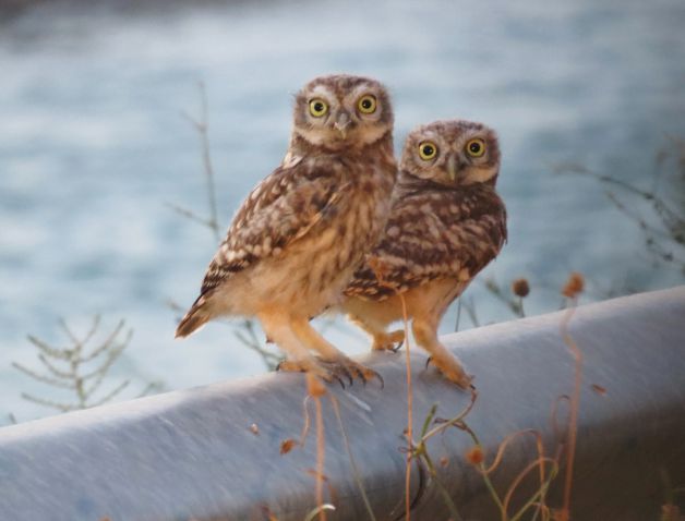 Hermanos del atardecer