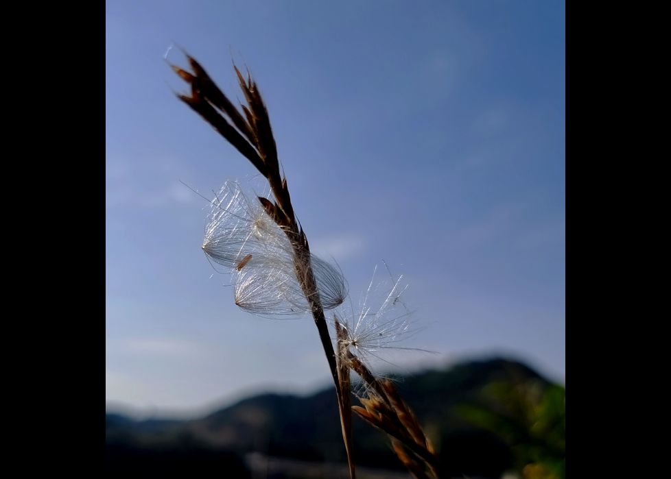 Hilos de plata al Sol.