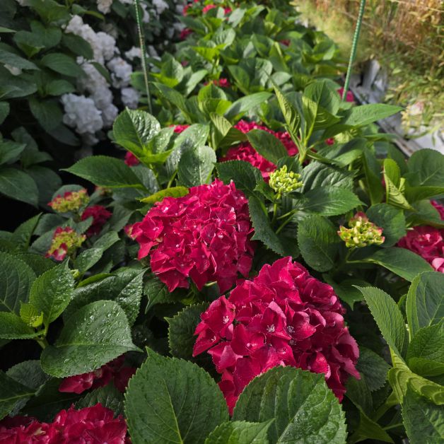 Hortensias