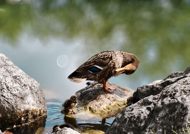 La impronta 