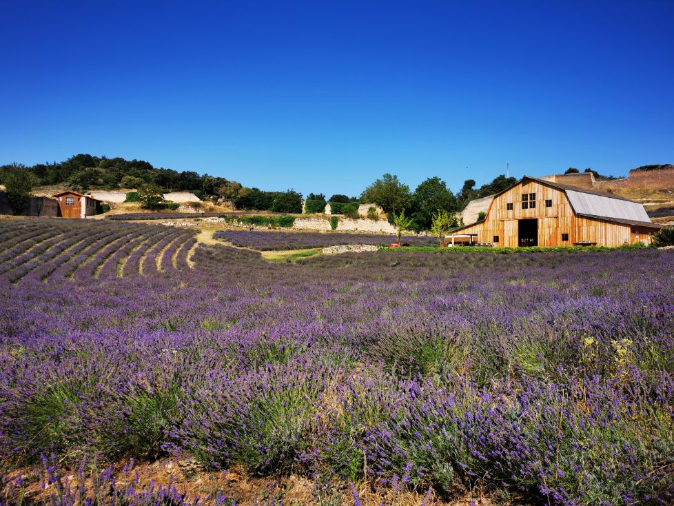 LAVANDA