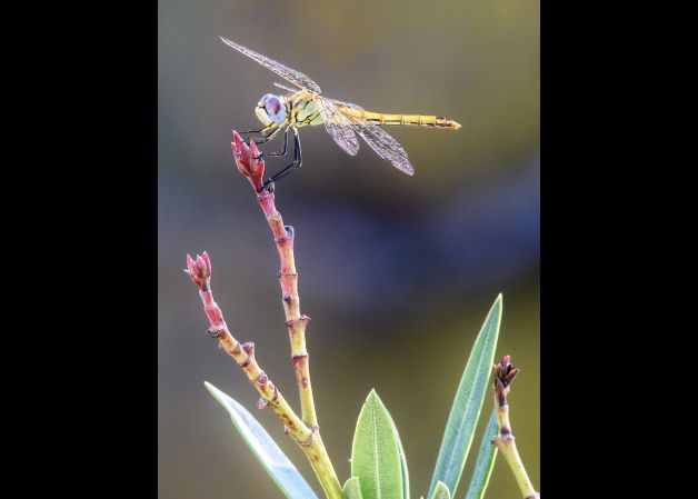 Libélula en equilibrio 