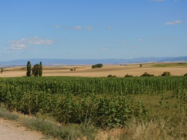Los girasoles verdes también decoran