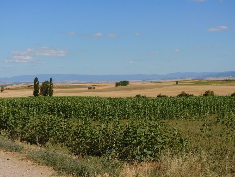 Los girasoles verdes también decoran