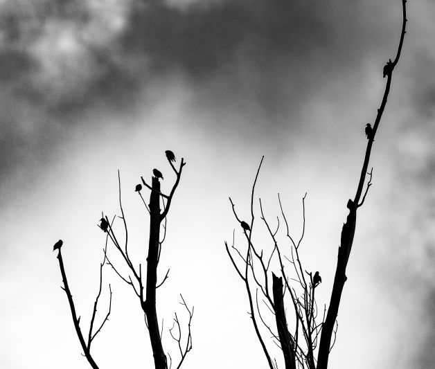 Los pajaros