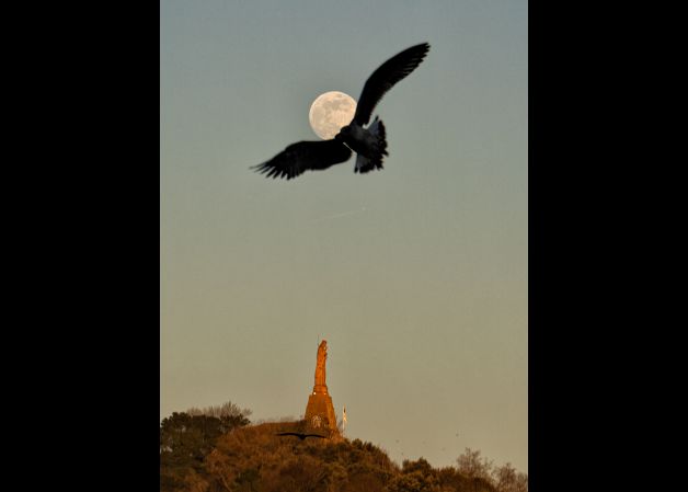 Luna Urgull