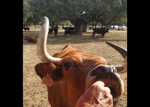 DE MI MANO