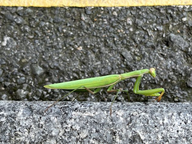 Mantis 
