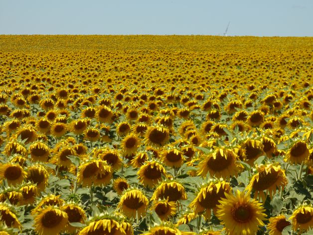 Mar de girasoles.