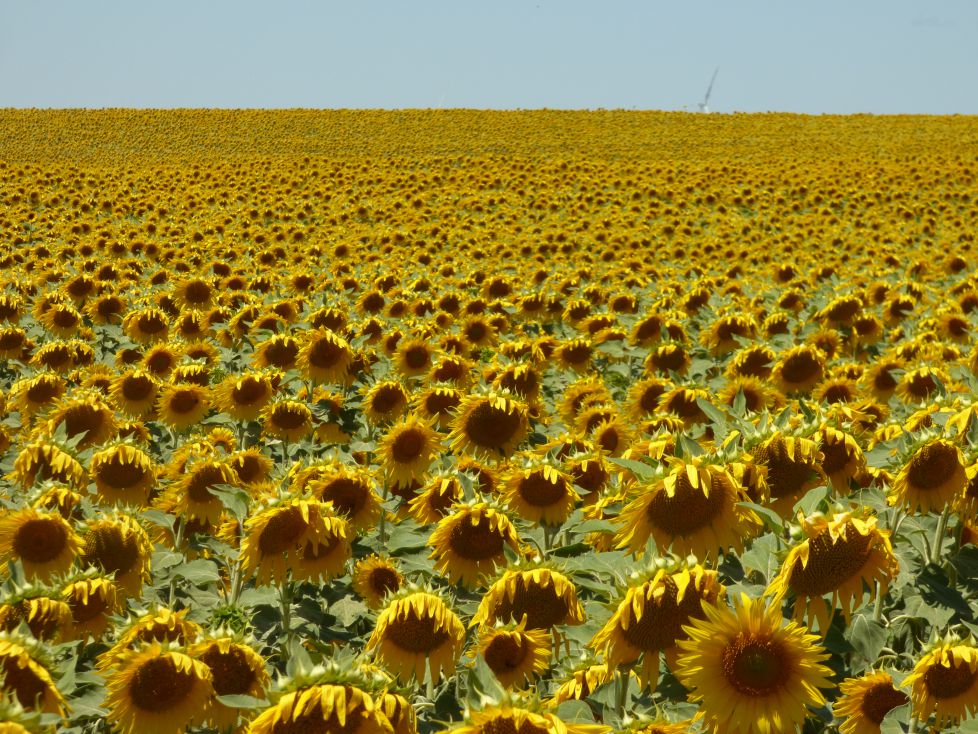 Mar de girasoles.