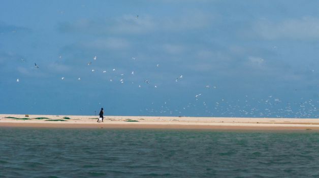 Un mar de pájaros 