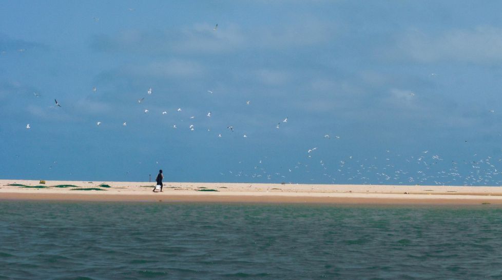 Un mar de pájaros