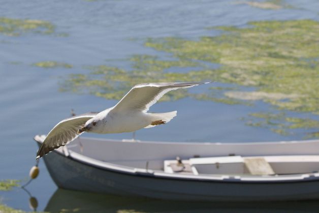 Marinera