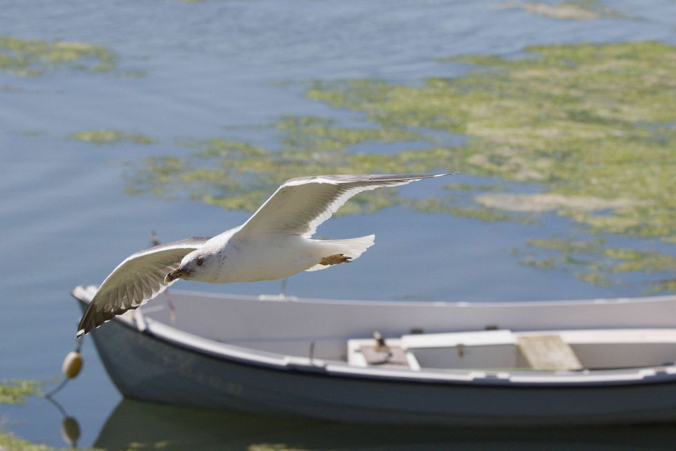 Marinera