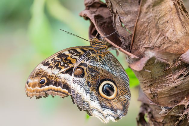 mariposa