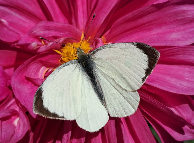 Mariposa de la col