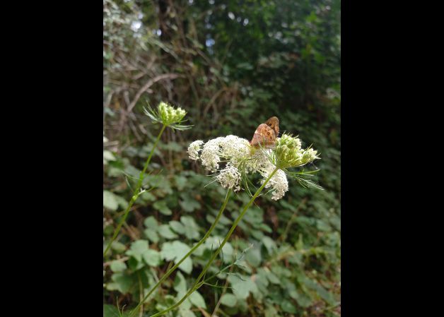 Mariposa posada