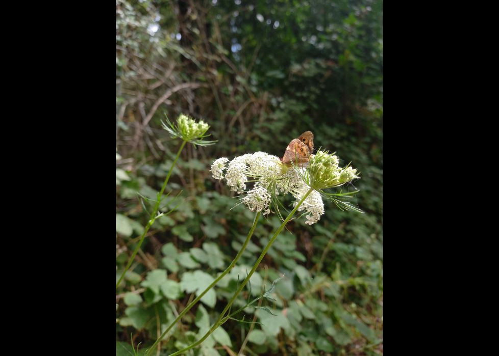Mariposa posada