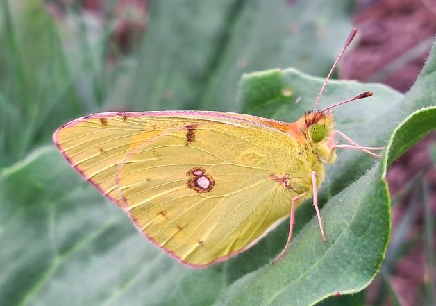 Mariposa pudorosa