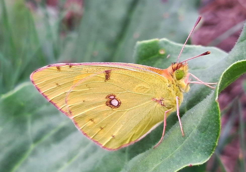 Mariposa pudorosa