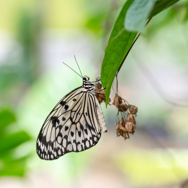 Mariposilla