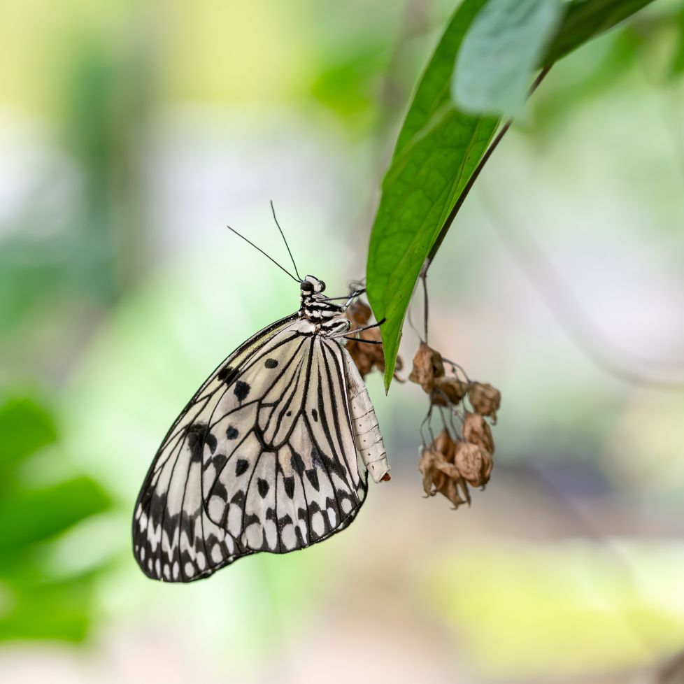 Mariposilla