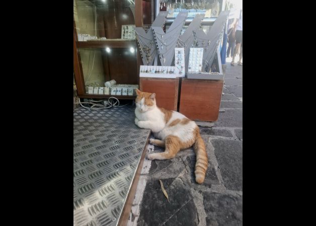 Más a gusto que en brazos