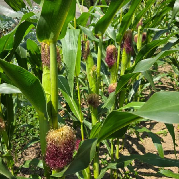 Milpa